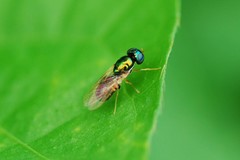 Microchrysa flaviventris