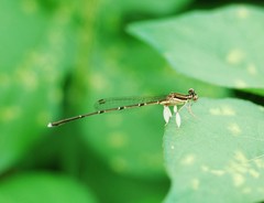 Platycnemis phyllopoda