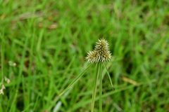 Cyperus svensonii