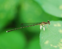 Platycnemis phyllopoda