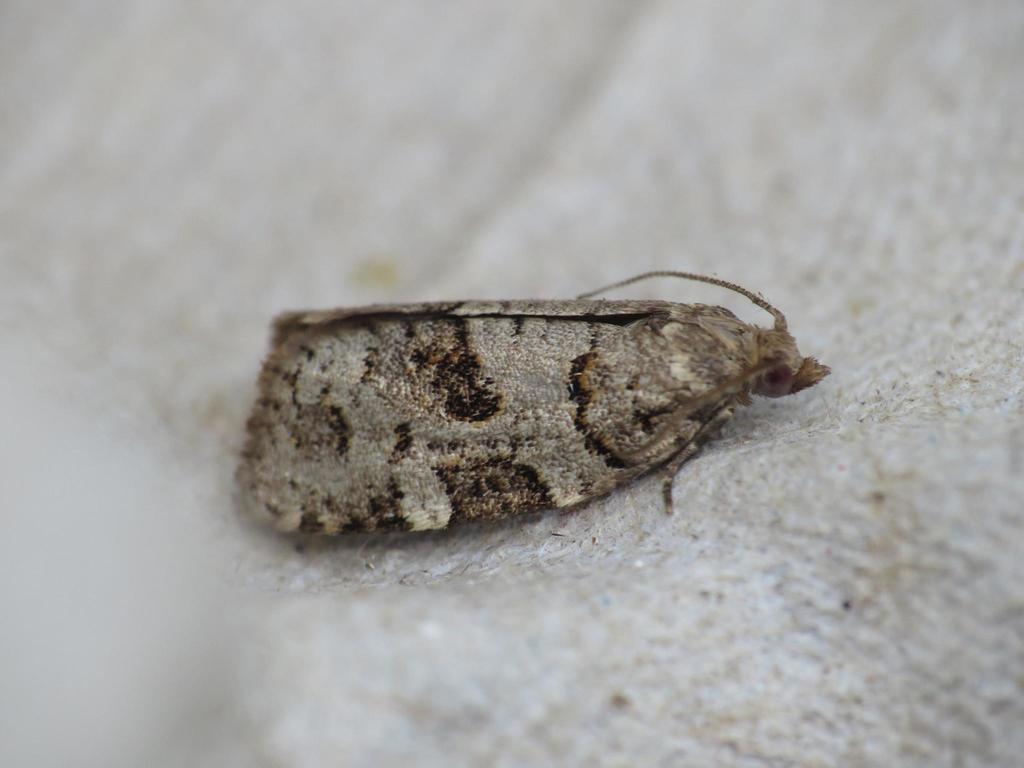 Spruce Tortrix
