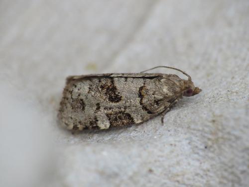 Spruce Tortrix