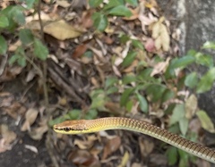 Dendrelaphis calligaster