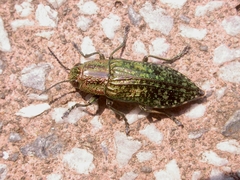 Nipponobuprestis