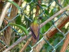 Heliodoxa rubricauda