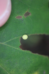 Zopheroteras hubbardi