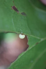 Zopheroteras hubbardi