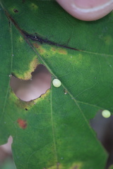 Zopheroteras hubbardi