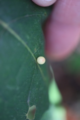 Zopheroteras hubbardi