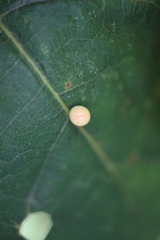 Zopheroteras hubbardi