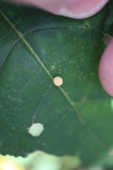 Zopheroteras hubbardi