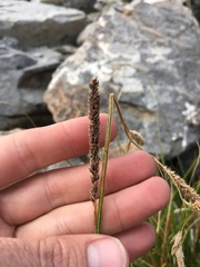 Carex congdonii