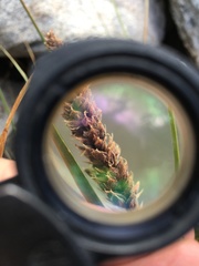 Carex congdonii