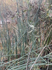 Schoenoplectus