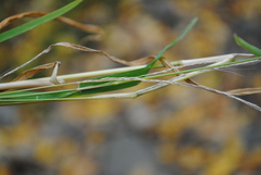 Muhlenbergia sylvatica