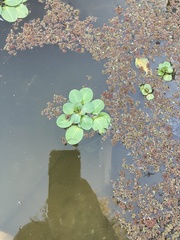 Angiospermae