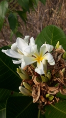 Himatanthus obovatus