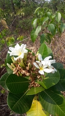 Himatanthus obovatus