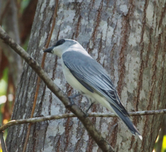 White-Bellied Cuckooshrike photo 5