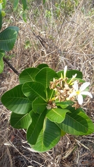 Himatanthus obovatus