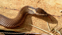 Cacophis squamulosus