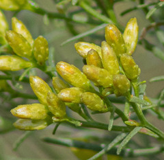Euthamia gymnospermoides