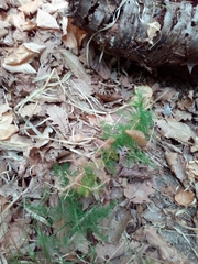 Asparagus tenuifolius