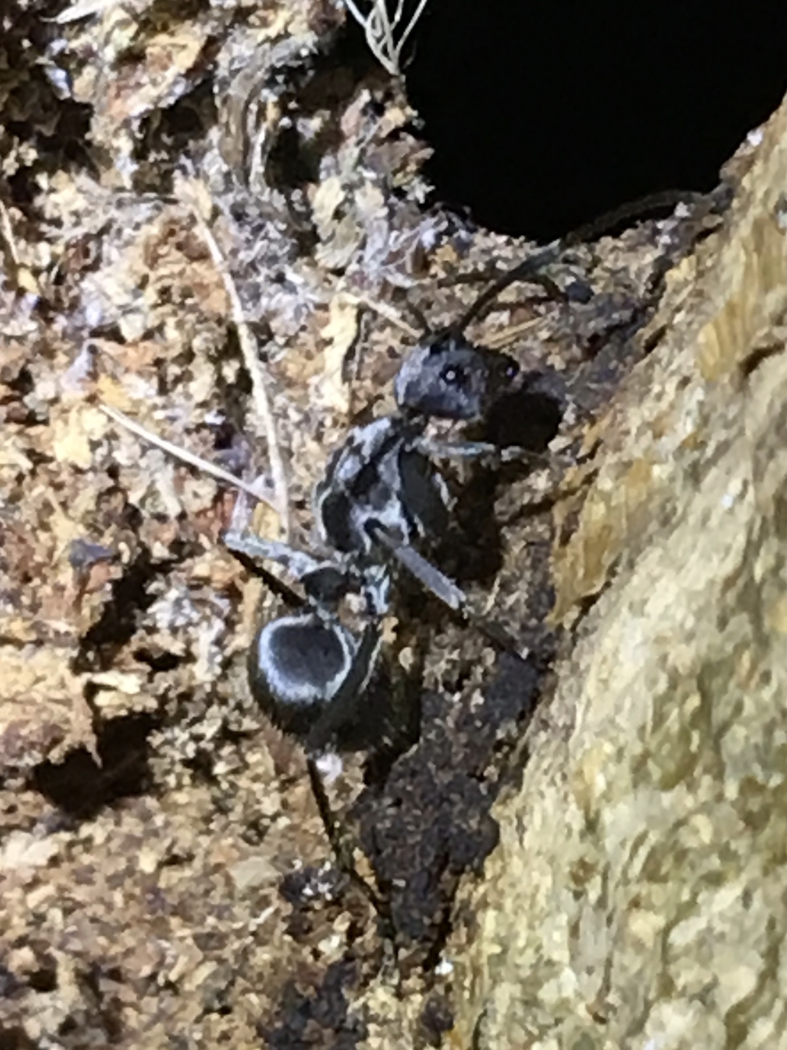 Polyrhachis schistacea