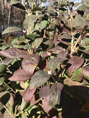 Viburnum × rhytidophylloides
