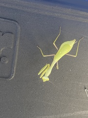 Stagmomantis limbata
