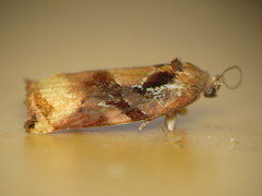 Ditula angustiorana