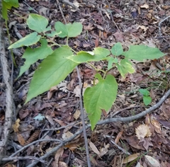 Endodeca serpentaria