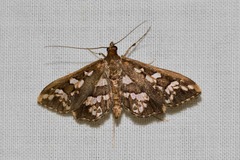 Ischnurges illustralis