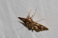 Ischnurges illustralis