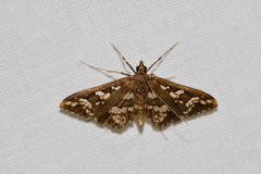Ischnurges illustralis