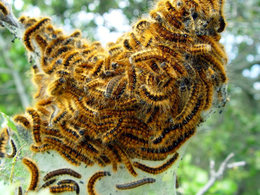 Malacosoma californica lutescens