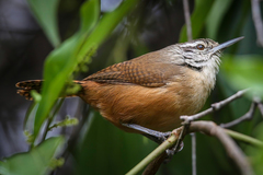 Cantorchilus leucotis