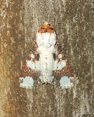 Condica imitata