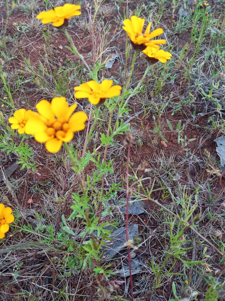 Dyssodia decipiens from El Venado on October 15, 2020 at 0554 PM by