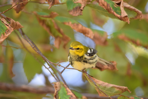 Black-throated Green Warbler, photo 10 of 10
