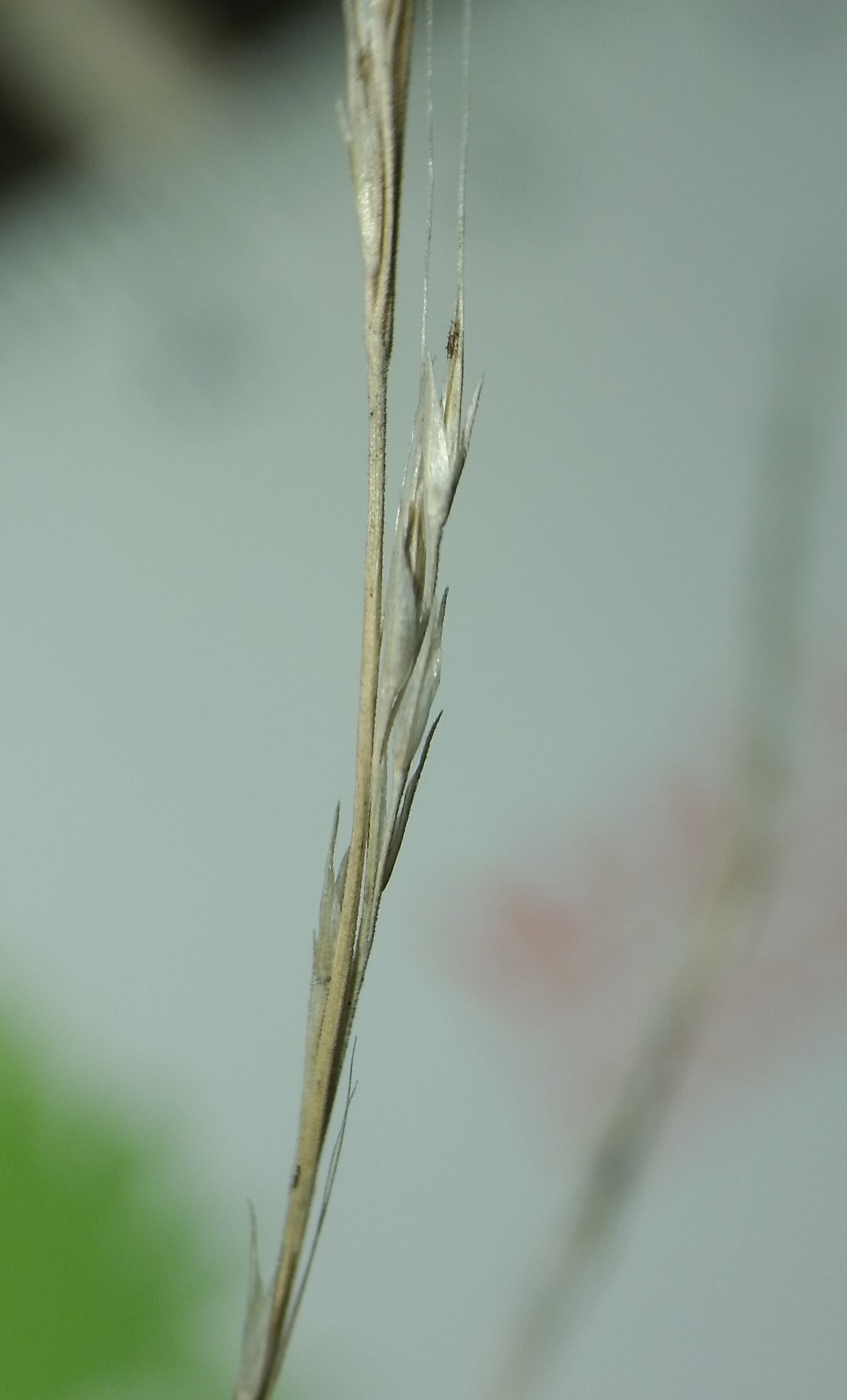 Muhlenbergia sylvatica