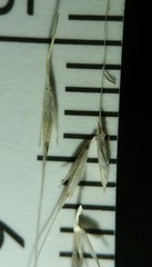 Muhlenbergia sylvatica