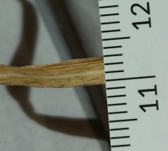 Muhlenbergia sylvatica