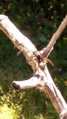Polistes cinerascens