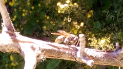 Polistes cinerascens