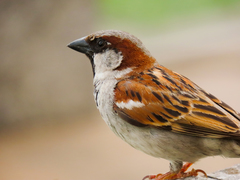 Passer domesticus