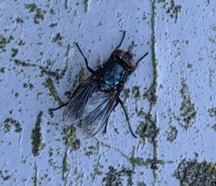 Protophormia terraenovae