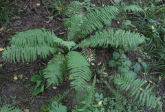 Matteuccia struthiopteris