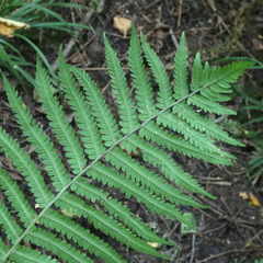 Matteuccia struthiopteris