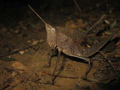 Colpolopha latipennis